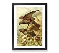 Vintage Natural History Kaka Parrots Framed Print | A2 Black Framed Wall Art | Ready to Hang | Classic Animal Picture | Living Room Bedroom Lounge Office