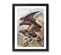 Vintage Natural History Kaka Parrots Vintage Framed Print | A2 Black Framed Wall Art | Ready to Hang | Classic Animal Picture | Living Room Bedroom Lounge Office