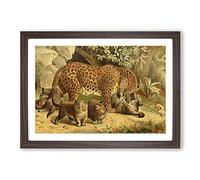 Vintage Natural History Leopards Framed Print | A2 Walnut Framed Wall Art | Ready to Hang | Classic Animal Picture | Living Room Bedroom Lounge Office