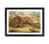 Vintage Natural History Male African Lion Framed Print | A2 Black Framed Wall Art | Ready to Hang | Classic Animal Picture | Living Room Bedroom Lounge Office