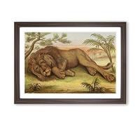 Vintage Natural History Male African Lion Framed Print | A2 Walnut Framed Wall Art | Ready to Hang | Classic Animal Picture | Living Room Bedroom Lounge Office