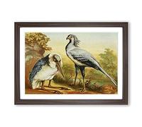 Vintage Natural History Marabou & Secretary Bird Framed Print | A2 Walnut Framed Wall Art | Ready to Hang | Classic Nature Picture | Living Room Bedroom Lounge Office