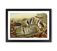 Vintage Natural History Marabous Framed Print | A2 Black Framed Wall Art | Ready to Hang | Classic Nature Picture | Living Room Bedroom Lounge Office