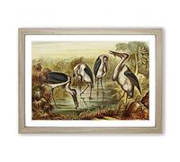 Vintage Natural History Marabous Framed Print | A2 Oak Framed Wall Art | Ready to Hang | Classic Nature Picture | Living Room Bedroom Lounge Office