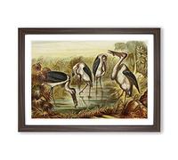 Vintage Natural History Marabous Framed Print | A2 Walnut Framed Wall Art | Ready to Hang | Classic Nature Picture | Living Room Bedroom Lounge Office