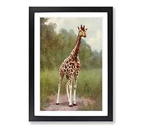 Vintage Natural History Northern Giraffe Framed Print | A2 Black Framed Wall Art | Ready to Hang | Classic Animal Picture | Living Room Bedroom Lounge Office