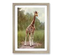 Vintage Natural History Northern Giraffe Framed Print | A2 Oak Framed Wall Art | Ready to Hang | Classic Animal Picture | Living Room Bedroom Lounge Office