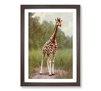 Vintage Natural History Northern Giraffe Framed Print | A2 Walnut Framed Wall Art | Ready to Hang | Classic Animal Picture | Living Room Bedroom Lounge Office