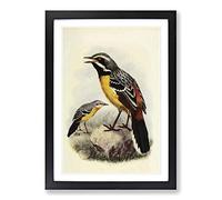 Vintage Natural History Orange-Breasted Rock-Jumper Framed Print | A2 Black Framed Wall Art | Ready to Hang | Classic Nature Picture | Living Room Bedroom Lounge Office
