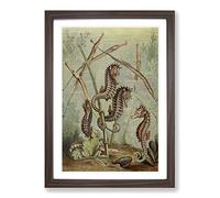 Vintage Natural History Seahorses & Pipefish Framed Print | A2 Walnut Framed Wall Art | Ready to Hang | Classic Animal Picture | Living Room Bedroom Lounge Office