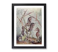 Vintage Natural History Seahorses & Pipefish Vintage Framed Print | A2 Black Framed Wall Art | Ready to Hang | Classic Animal Picture | Living Room Bedroom Lounge Office
