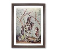 Vintage Natural History Seahorses & Pipefish Vintage Framed Print | A3 Walnut Framed Wall Art | Ready to Hang | Classic Animal Picture | Living Room Bedroom Lounge Office