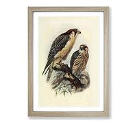 Vintage Natural History South African Lanner Framed Print | A2 Oak Framed Wall Art | Ready to Hang | Classic Nature Picture | Living Room Bedroom Lounge Office
