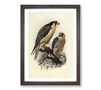 Vintage Natural History South African Lanner Framed Print | A2 Walnut Framed Wall Art | Ready to Hang | Classic Nature Picture | Living Room Bedroom Lounge Office