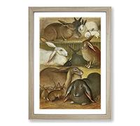 Vintage Natural History Tame Rabbits Framed Print | A2 Oak Framed Wall Art | Ready to Hang | Classic Animal Picture | Living Room Bedroom Lounge Office