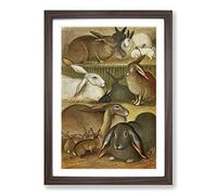 Vintage Natural History Tame Rabbits Framed Print | A2 Walnut Framed Wall Art | Ready to Hang | Classic Animal Picture | Living Room Bedroom Lounge Office