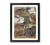 Vintage Natural History Tame Rabbits Vintage Framed Print | A2 Black Framed Wall Art | Ready to Hang | Classic Animal Picture | Living Room Bedroom Lounge Office