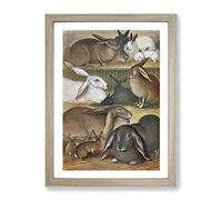 Vintage Natural History Tame Rabbits Vintage Framed Print | A3 Oak Framed Wall Art | Ready to Hang | Classic Animal Picture | Living Room Bedroom Lounge Office