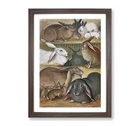 Vintage Natural History Tame Rabbits Vintage Framed Print | A3 Walnut Framed Wall Art | Ready to Hang | Classic Animal Picture | Living Room Bedroom Lounge Office