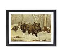 Vintage Natural History Wild Hogs Framed Print | A2 Black Framed Wall Art | Ready to Hang | Classic Nature Picture | Living Room Bedroom Lounge Office