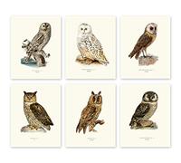 Vintage Owl Prints by Ink Inc. | Bird Wall Art | Nature Prints | Boho Farmhouse Decor | Set of 6 8x10 Unframed