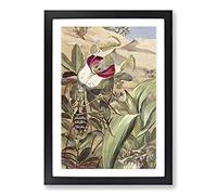Vintage Paul Flanderky Devil's Flower Mantis Framed Print | A2 Black Framed Wall Art | Ready to Hang | Classic Floral Picture | Living Room Bedroom Lounge Office