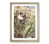 Vintage Paul Flanderky Devil's Flower Mantis Framed Print | A2 Oak Framed Wall Art | Ready to Hang | Classic Floral Picture | Living Room Bedroom Lounge Office
