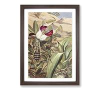 Vintage Paul Flanderky Devil's Flower Mantis Framed Print | A2 Walnut Framed Wall Art | Ready to Hang | Classic Floral Picture | Living Room Bedroom Lounge Office