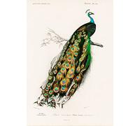 Vintage Peacock : Green Peacock Wall Art Elegant Picture Painting & Beautiful Gorgeous Peacock Vintage Farmhouse Boho Decoration, Gift for Women, Nature/Vintage Home Living Decor (50cm x 70cm)