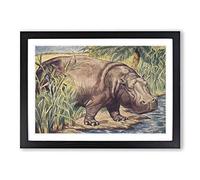 Vintage Percy J Billinghurst Hippopotamus Framed Print | A2 Black Framed Wall Art | Ready to Hang | Classic Nature Picture | Living Room Bedroom Lounge Office