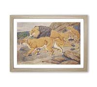 Vintage Percy J Billinghurst Lions Framed Print | A2 Oak Framed Wall Art | Ready to Hang | Classic Animal Picture | Living Room Bedroom Lounge Office