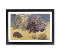 Vintage Percy J Billinghurst Porcupine & Hedgehog Framed Print | A2 Black Framed Wall Art | Ready to Hang | Classic Nature Picture | Living Room Bedroom Lounge Office