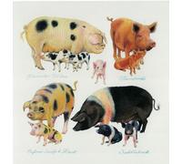 Vintage Pig Breeds Illustration Blank Birthday Card, Farm Animal Art