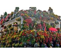 Vintage Royals and Luxury Portobello to Palace Rickshaw Tour