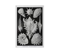 Vintage Shell Art Print by Ernst Haeckel, Marine Life Poster, Black & White Beach House Decor Canvas Poster Wall Art Decor Print Picture Paintings for Living Room Bedroom Decoration Unframe-style-1 12