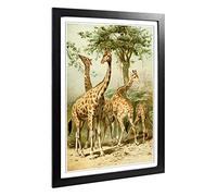 Vintage South African Giraffes Framed Wall Art Print A2 Black