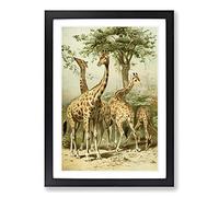 Vintage South African Giraffes Framed Wall Art Print A2 Black