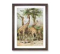 Vintage South African Giraffes Vintage Framed Print | A3 Walnut Framed Wall Art | Ready to Hang | Classic Animal Picture | Living Room Bedroom Lounge Office
