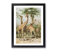 Vintage South African Giraffes Vintage Framed Print | A4 Black Framed Wall Art | Ready to Hang | Classic Animal Picture | Living Room Bedroom Lounge Office