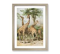Vintage South African Giraffes Vintage Framed Print | A4 Oak Framed Wall Art | Ready to Hang | Classic Animal Picture | Living Room Bedroom Lounge Office