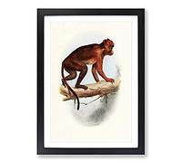 Vintage Talbot Red Colobus Monkey Framed Print | A2 Black Framed Wall Art | Ready to Hang | Classic Animal Picture | Living Room Bedroom Lounge Office
