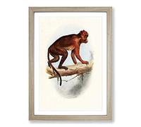 Vintage Talbot Red Colobus Monkey Framed Print | A2 Oak Framed Wall Art | Ready to Hang | Classic Animal Picture | Living Room Bedroom Lounge Office