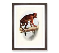 Vintage Talbot Red Colobus Monkey Framed Print | A2 Walnut Framed Wall Art | Ready to Hang | Classic Animal Picture | Living Room Bedroom Lounge Office