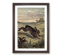 Vintage Tame Animals Hare Framed Print | A2 Walnut Framed Wall Art | Ready to Hang | Classic Animal Picture | Living Room Bedroom Lounge Office