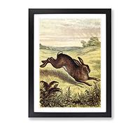 Vintage Tame Animals Hare Vintage Framed Print | A3 Black Framed Wall Art | Ready to Hang | Classic Animal Picture | Living Room Bedroom Lounge Office