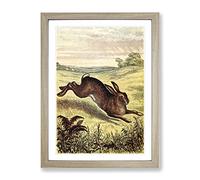 Vintage Tame Animals Hare Vintage Framed Print | A3 Oak Framed Wall Art | Ready to Hang | Classic Animal Picture | Living Room Bedroom Lounge Office