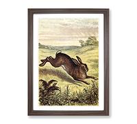 Vintage Tame Animals Hare Vintage Framed Print | A4 Walnut Framed Wall Art | Ready to Hang | Classic Animal Picture | Living Room Bedroom Lounge Office