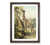 Vintage The Animal Kingdom 1897 Giraffes Framed Print | A2 Walnut Framed Wall Art | Ready to Hang | Classic Animal Picture | Living Room Bedroom Lounge Office