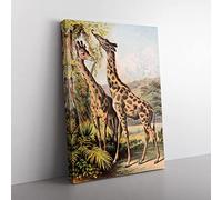 Vintage The Animal Kingdom 1897 Giraffes Vintage Canvas Wall Art Print Ready to Hang, Framed Picture for Living Room Bedroom Home Office Décor, 60x40 cm (24x16 Inch)