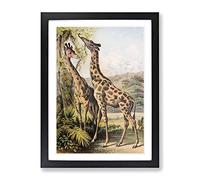 Vintage The Animal Kingdom 1897 Giraffes Vintage Framed Print | A2 Black Framed Wall Art | Ready to Hang | Classic Animal Picture | Living Room Bedroom Lounge Office